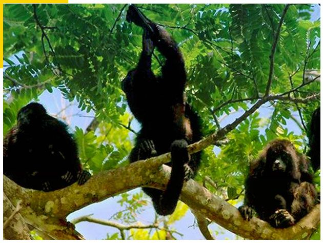 Monkeys-and-Lobsters-ATV-Tour-2